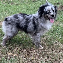 Boomer - Miniature Australian Shepherd