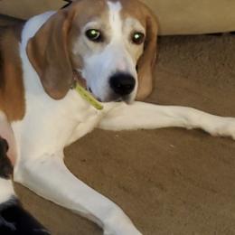 Treeing Walker Coonhounds from Amanda's Treeing Walker Coonhounds