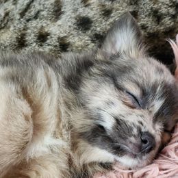 Mable - Blue merle female Pomeranian puppy in Pass Christian, Mississippi from Cristina Cammarota