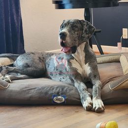 Great Danes from Southern Grace Great Danes