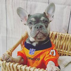French Bulldog Puppies from Feliciano Frenchies