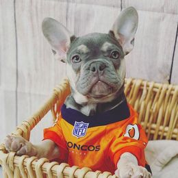 French Bulldog Puppies from Feliciano Frenchies