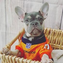 French Bulldog Puppies from Feliciano Frenchies