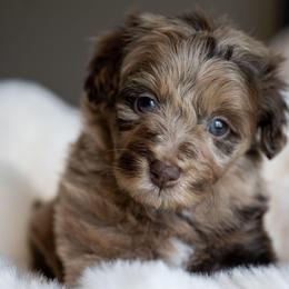 Bullseye - Merle male Schnoodle puppy in Grove, Oklahoma from Grand Lake Poodles & Doodles