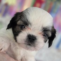 Asher - Gold and white male Shih Tzu puppy in Lebanon, New Jersey from Olive's Grove