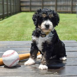 Slugger - Tri-color male Bernedoodle puppy in Lake Charles, Louisiana from Journey Doodles
