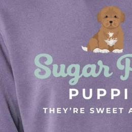 Maltipoos from Sugar Plum Puppies
