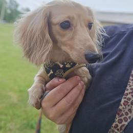 Peanut Butter - Cream female Dachshund puppy in Bigfork, Minnesota from Long Ears and Long Dogs Ranch
