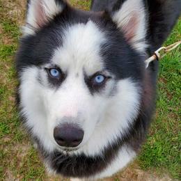 Atlas - Siberian Husky