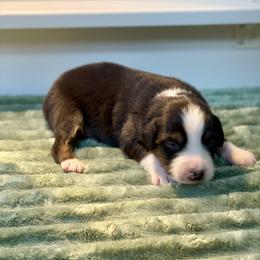 Fern - Black tri-color male Australian Shepherd puppy in Salinas, California from AA Aussies