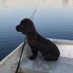 Boykin Spaniels from Hidden Creek Kennels