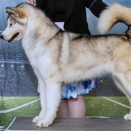 ZZ - Alaskan Malamute