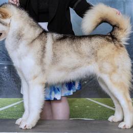 ZZ - Alaskan Malamute