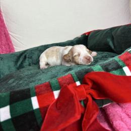 Marie - Piebald female Dachshund puppy in Lake City, Florida from My Ditzy Doxies of Florida