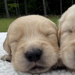 Golden Retrievers from Alcove kennels