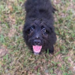 Theodore Rosevelt - Black tri-color male Aussiedoodle puppy in Asheboro, North Carolina from Stellar Aussies