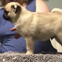 Pug Puppies from Pickwick Pugs