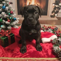 Frankenstein - Chestnut brindle male Cane Corso puppy in Hampstead, New Hampshire from Durgin Hollow