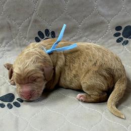 Blue - Apricot male Goldendoodle puppy in Rockford, Ohio from 419 Goldendoodles