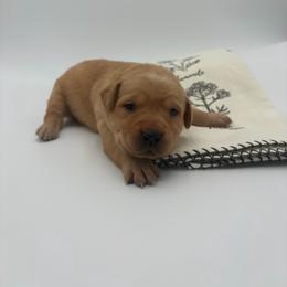 Light Pink - Yellow female Labrador Retriever puppy in Heath Springs, South Carolina from Rich Hill Retrievers