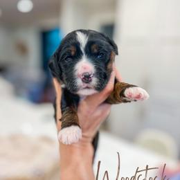 Woodstock - Tri-color male Bernedoodle puppy in Sulphur, Louisiana from Curly Q’s Of Carlyss