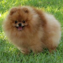 Pomeranian All Grown Up from Royal Tee Poms