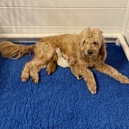 Goldendoodle puppies from Ohana Doodles