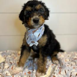 Bordoodle Puppies from Circle R Valley Farms