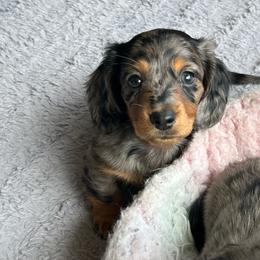 Niles - Dapple male Dachshund puppy in Belfair, Washington from CreekSide Mini Doxies