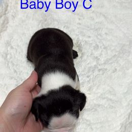 Boston Terrier Puppies from Candi's Boston Terriers