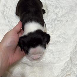 Boston Terrier Puppies from Candi's Boston Terriers