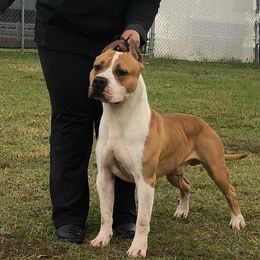 Logan - Dogo Argentino