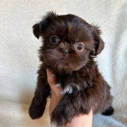 AKC  Molly - Chocolate female Shih Tzu puppy in Las Vegas, Nevada from Vegas Shih Tzus