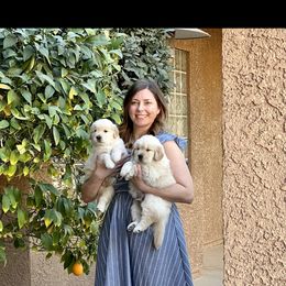 Golden Retriever Puppies from Geaux Dog