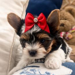 Rossie - Black tan and white female Biewer Terrier puppy in Concord, California from Puppy Boutique