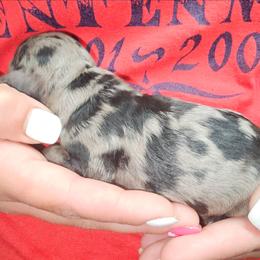 Athens - Merle male Cockapoo puppy in Indiahoma, Oklahoma from Phamily Doodles