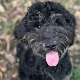 Aussiedoodles and Poodles from Deaton's Oodles of Doodles & Poodles