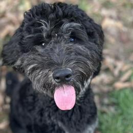 Aussiedoodles and Poodles from Deaton's Oodles of Doodles & Poodles