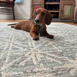 Dottie - Dachshund
