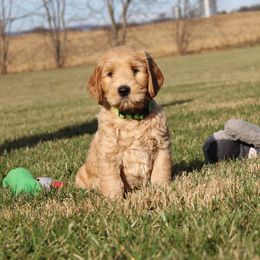 Australian Labradoodle Puppies from IvyLane Labradoodles