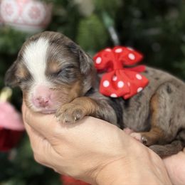 Zara  - red collar female - Tri-color female Bernedoodle puppy in Yuciapa, California from AlltheDoodlez_