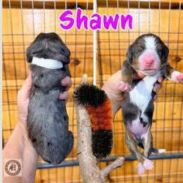 Shawn - Blue merle female Bernedoodle puppy in Banner Elk, North Carolina from Walnut Tree Bernedoodles