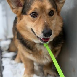 Yota - American Corgi