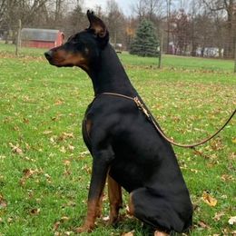BLANCHE - Doberman Pinscher