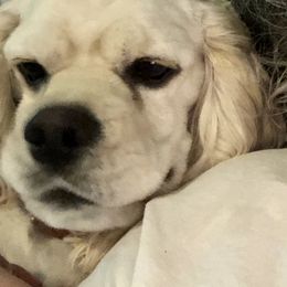 Bentley - Cocker Spaniel