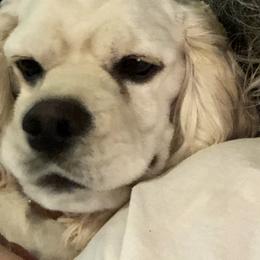 Bentley - Cocker Spaniel
