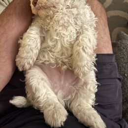 Lagotto Romagnolo Puppies from CreekSide Lagotto