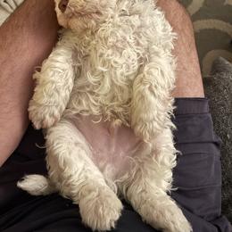 Lagotto Romagnolo Puppies from CreekSide Lagotto