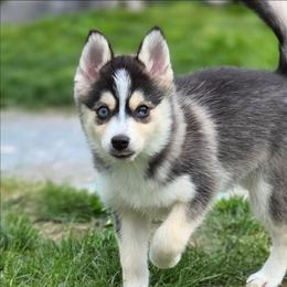 Clove (Yellow Collar) - Silver and white female Pomsky puppy in Kennewick, Washington from Nebula Ranch Pomskies
