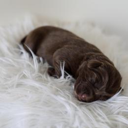 Clarice - Red tri-color female Australian Shepherd puppy in Tyner, Kentucky from Lil’ Town Aussies